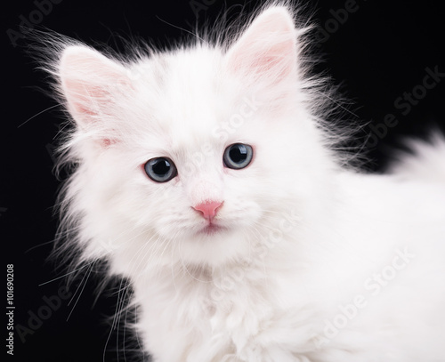 Cute fluffy kitten