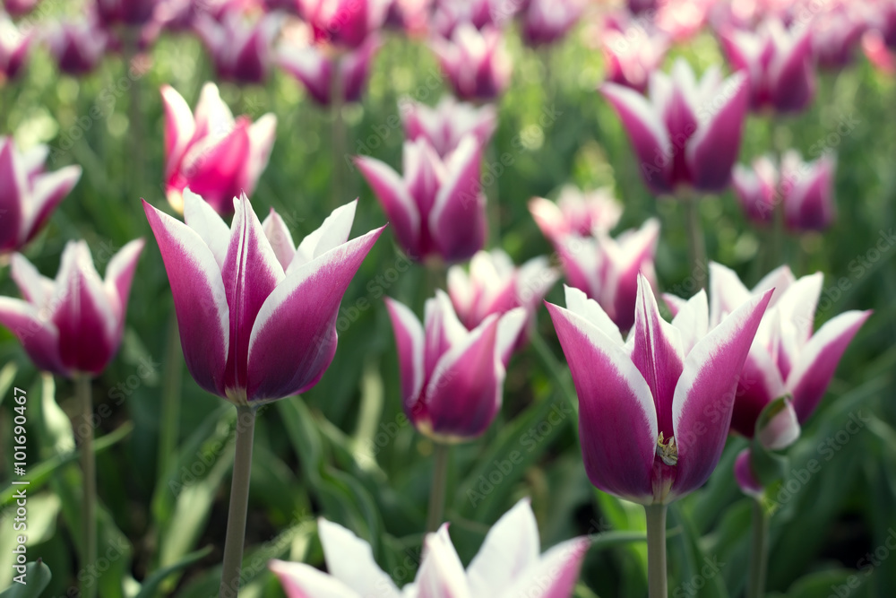 beauty tulip flower