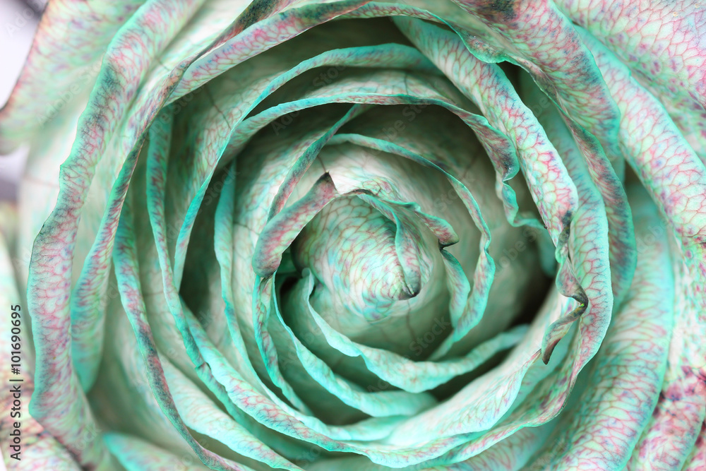 Obraz premium Beautiful rose close up
