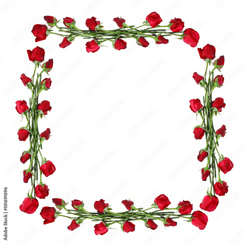 Roses frame isolated on white