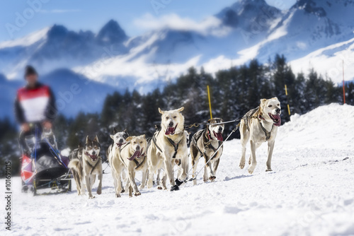 Photography Sledge dogs in speed racing