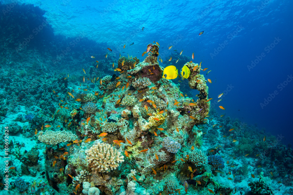 Butterflyfish