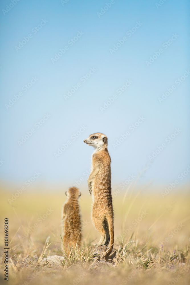 Фотография Meerkat