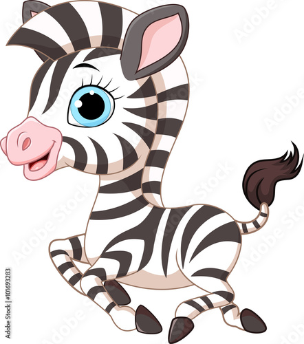 Cute zebra running isolated on white background 