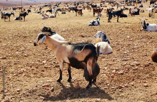 Fototapeta Naklejka Na Ścianę i Meble -  Majorera goat for cheese Fuerteventura