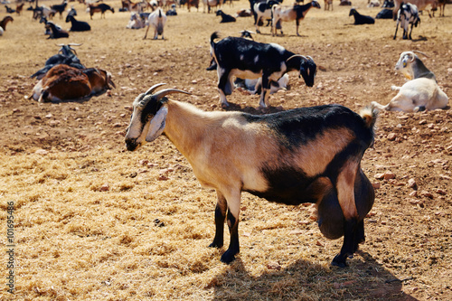 Majorera goat for cheese Fuerteventura
