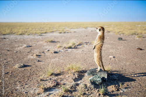 Photography Meerkat