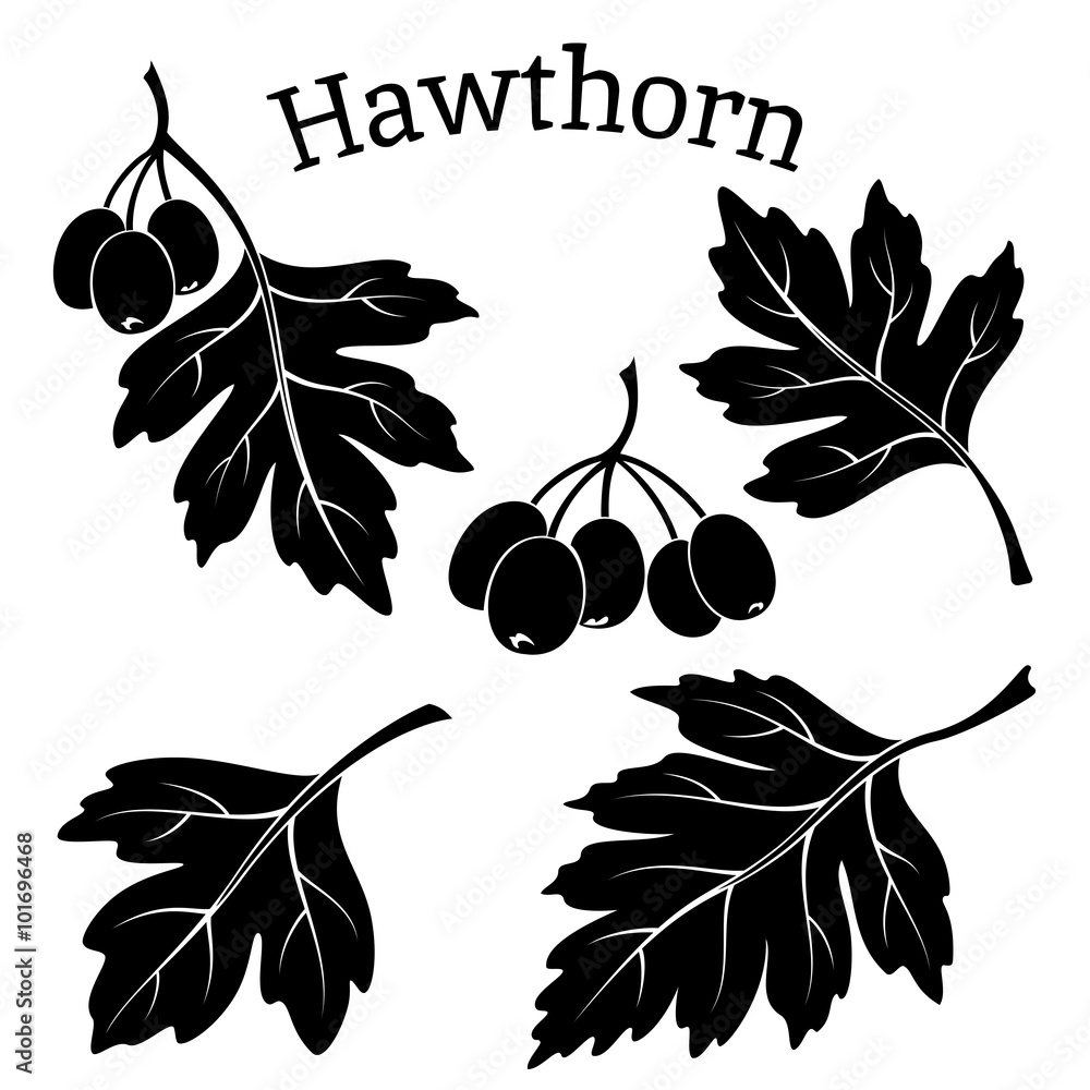 Φωτογραφία Set of Plant Pictograms, Hawthorn Tree Leaves and Fruits, Black on White Background