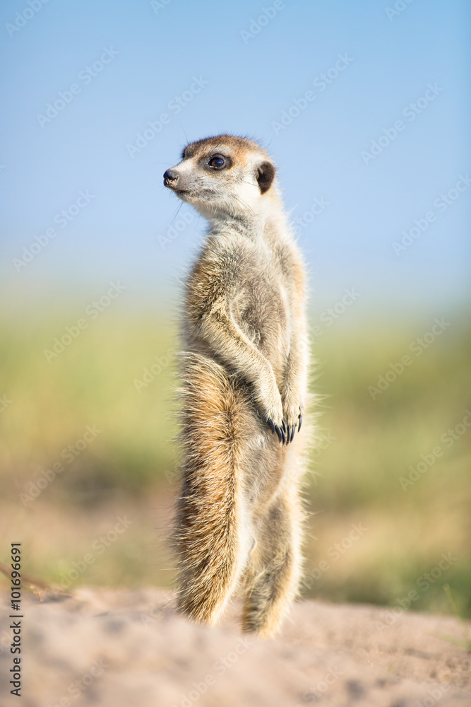 Fototapeta premium Meerkat