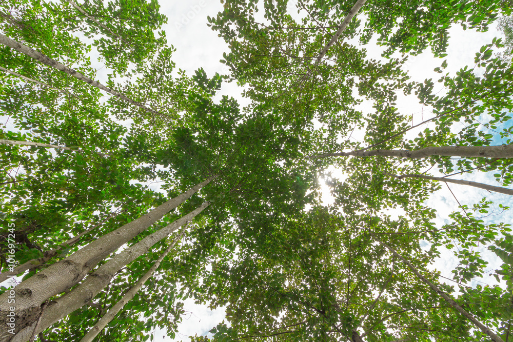 Fototapeta premium A View Of Tree With Green Leaves From Below