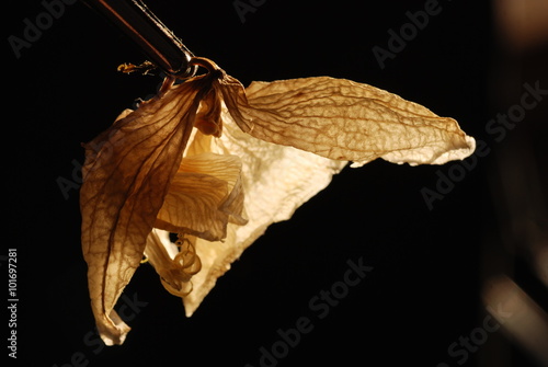 Dried flower hanging on a paper clip on a black background.