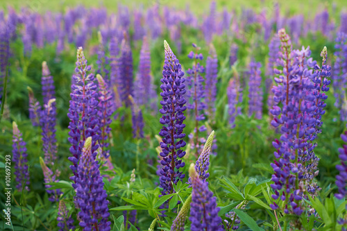 Field of purple lupine