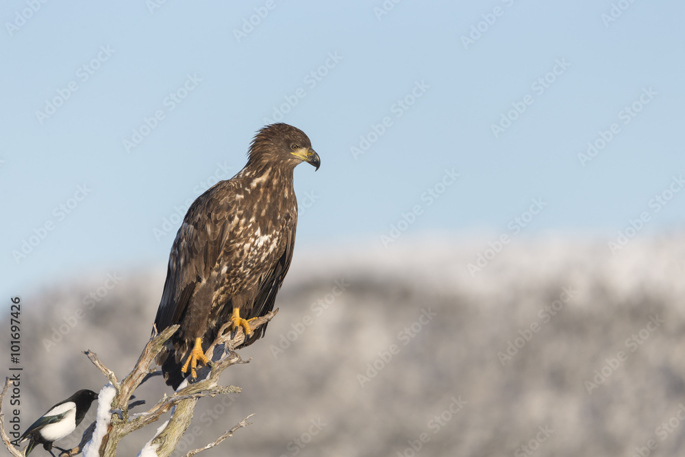 Fototapeta premium Young White-tailed eagle.