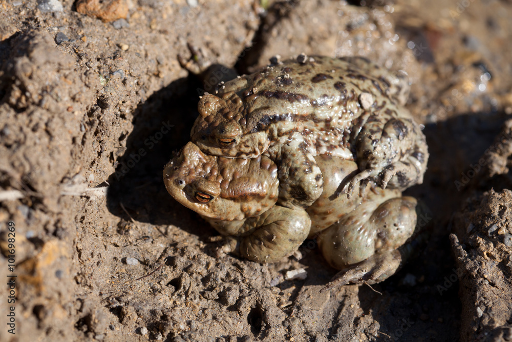 Two toads in the spring of sex Two toads in the spring of sex