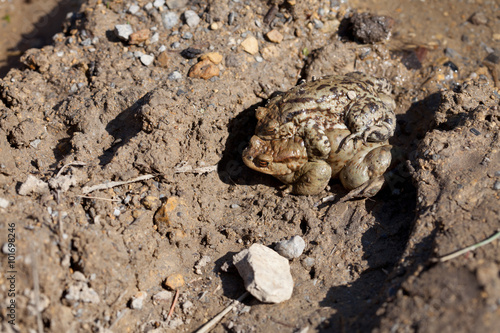 Two toads in the spring of sex