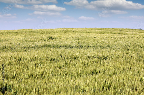 green wheat field landscape spring season
