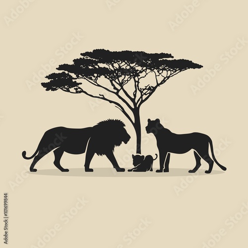 Lion family 