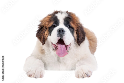 Saint bernard puppy hanging its paws over a white banner or sign