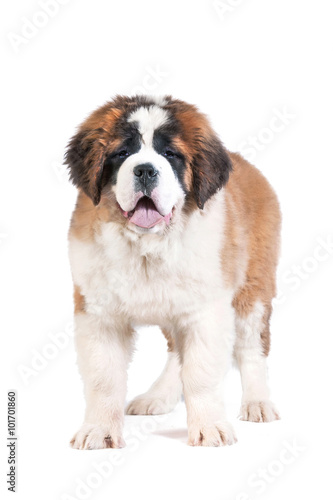 Saint bernard puppy standing on white