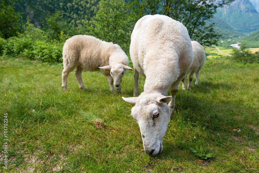 Obraz premium Sheep eating grass in the mountains, Norway