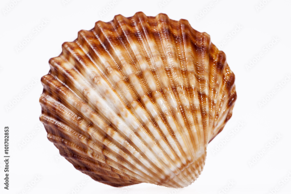 single seashell isolated on white background