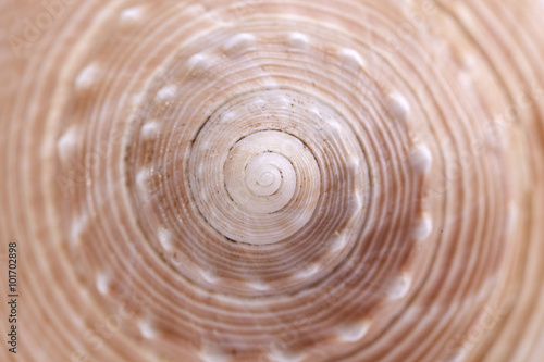 background of sea snail seashell  , close up