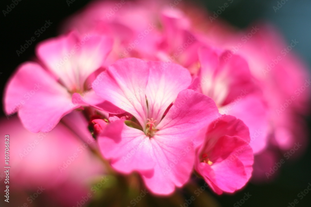 Flower Geranium close-up abstract Flower Geranium close-up abstract