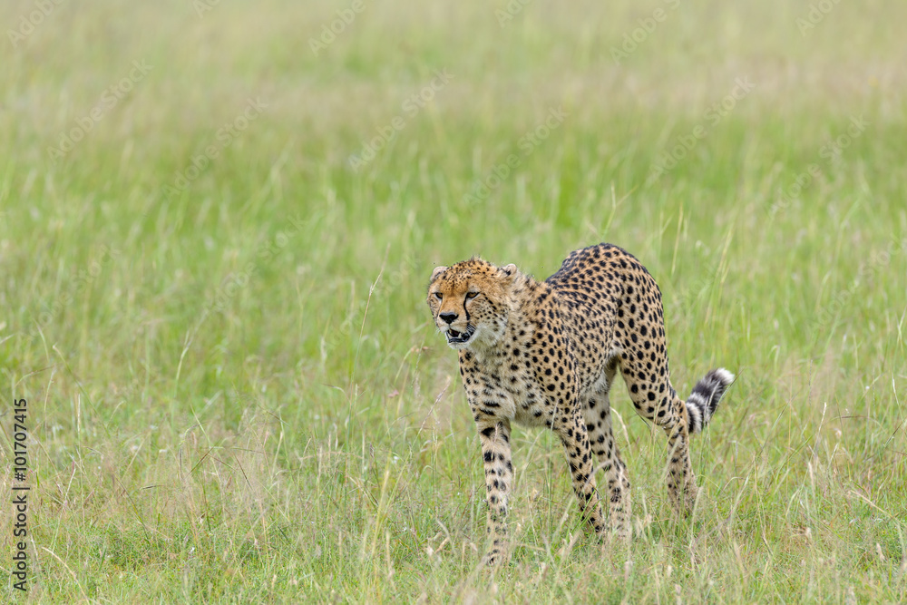 Naklejka premium cheetah