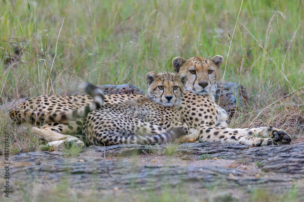 Fototapeta premium cheetah mother with young