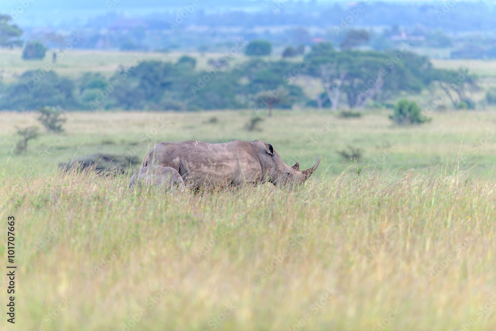 Rhinozeros in the Savannah of Afrika Rhinozeros in the Savannah of Afrika
