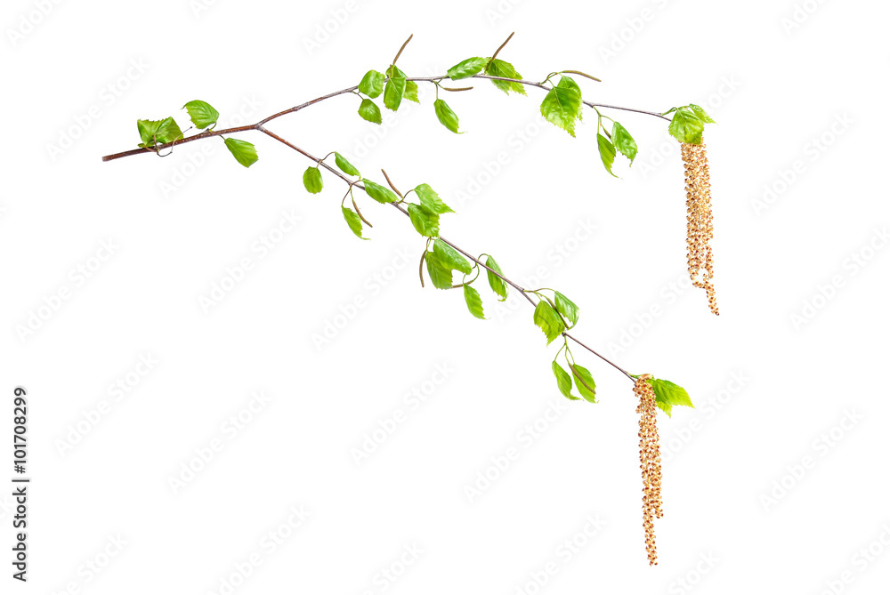 Obraz premium Birch branches with leaves