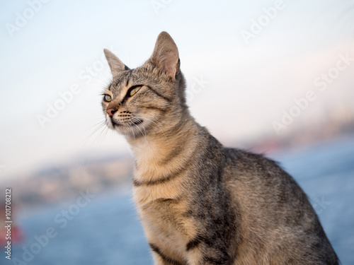 oriental shorthair cat