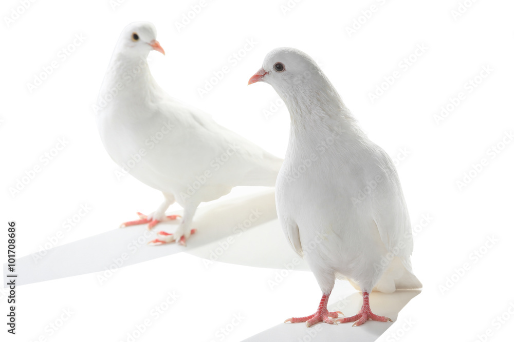 two white pigeon two white pigeon