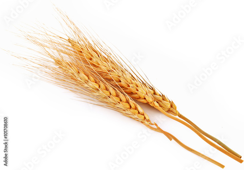 Photo Closeup of  barley ear over a white background