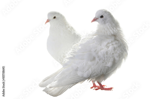 two white pigeon