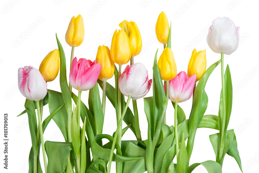Yellow, white and pink tulips