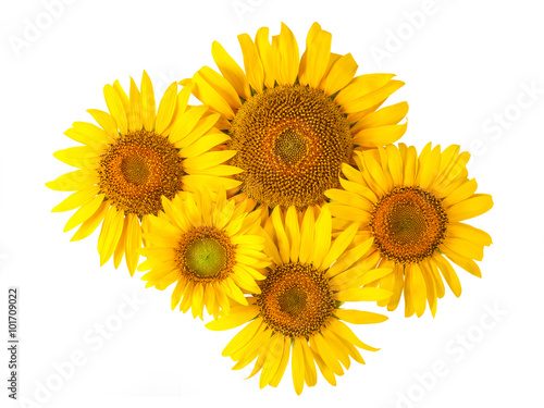 Sunflower isolated