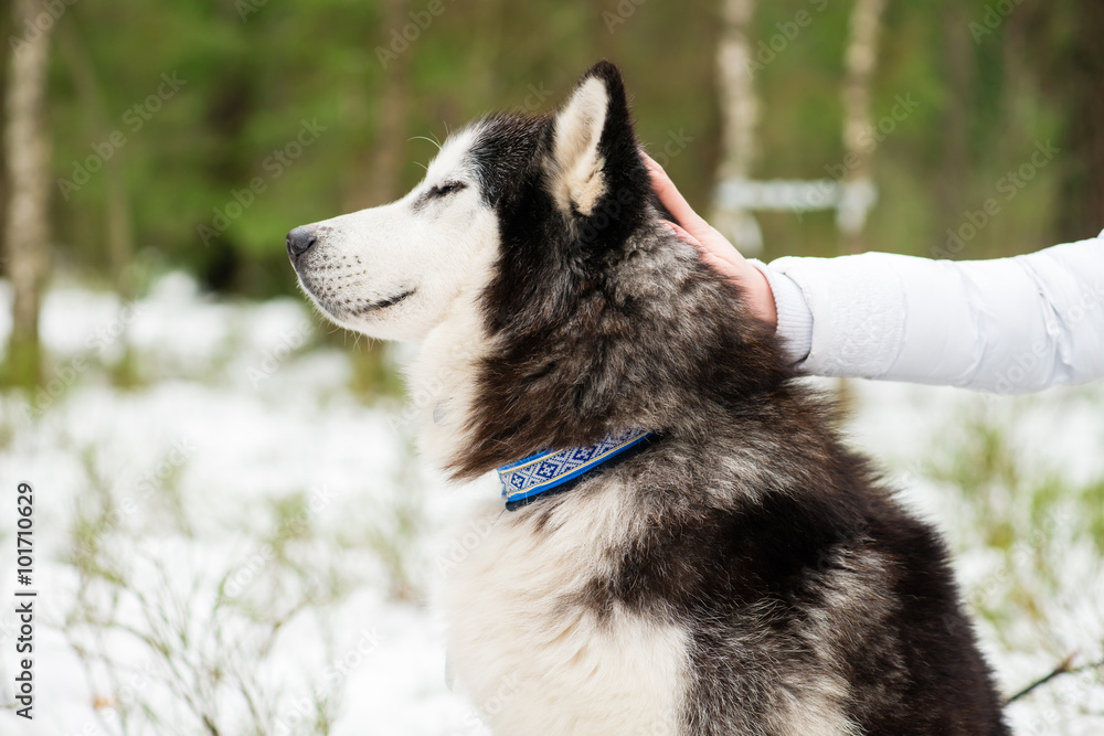 woman's hand stroking the dog breed husky