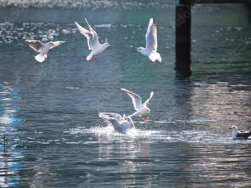 海面に羽ばたくユリカモメ