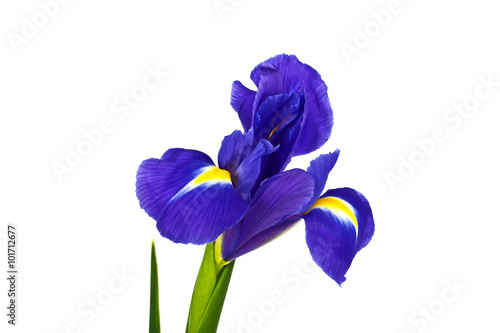 Fototapeta Naklejka Na Ścianę i Meble -  Blue iris or blueflag flower isolated on white background