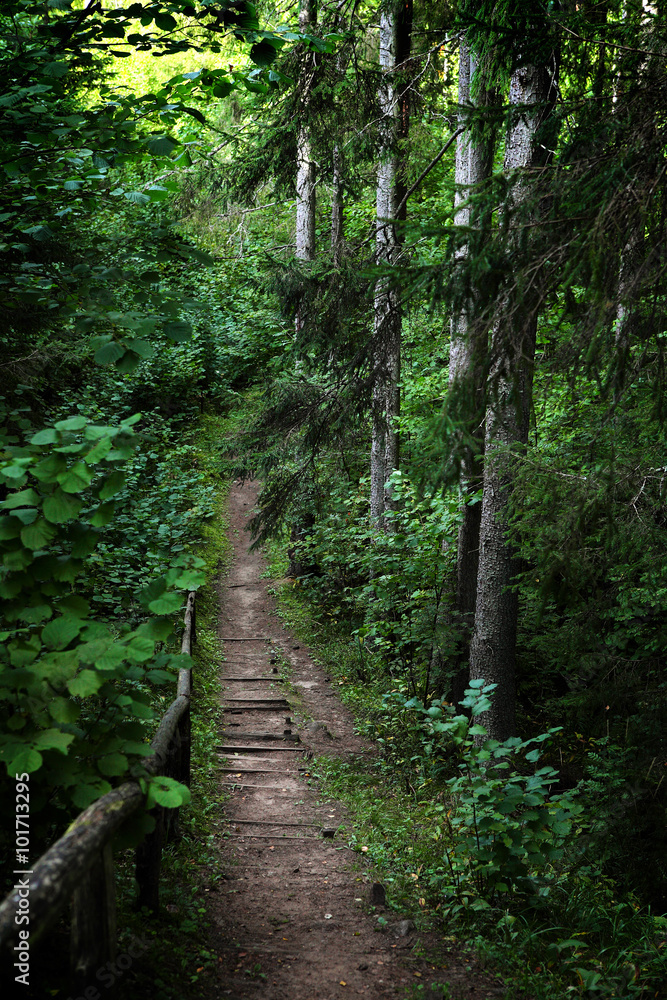 Fototapeta premium path in forest
