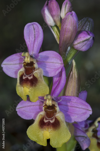 Ophrys ficalhoana photo