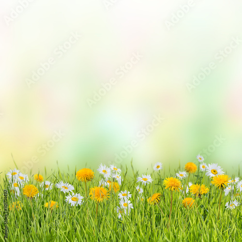 Floral meadow with dandelion and chamomile
