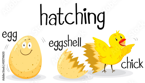 Little chick being hatched