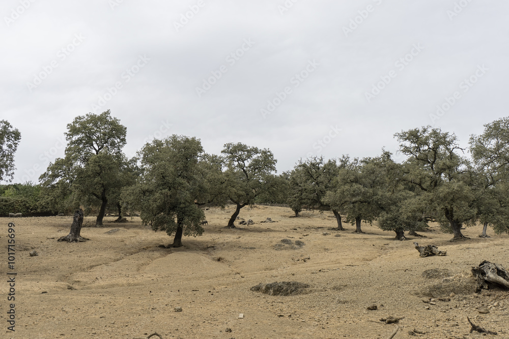 Fototapeta premium Dehesa de Huelva, Andalucía