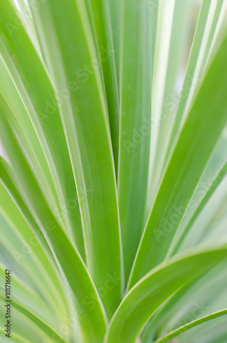 Coccothrinax crinita leaves background texture