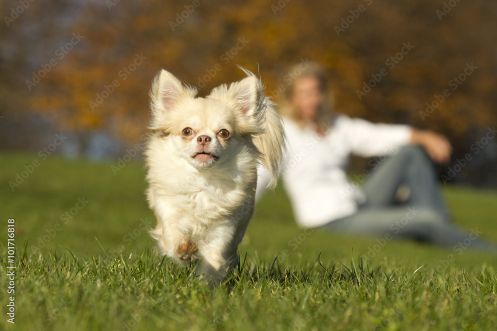 Chihuahua in der Natur mit Frau unscharf im Hintergrund