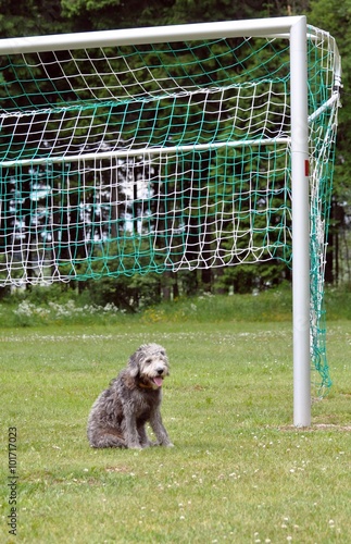 Hund im Tor