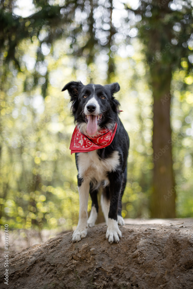 Standing border collie in the forest