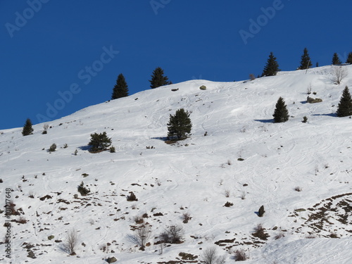 Rhone-Alpes - Savoie - Sapins perdus dans la neige photo